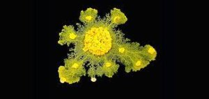 ©  CNRS