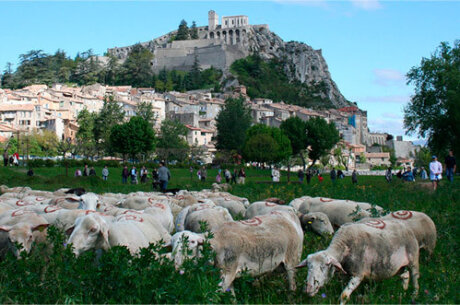 ©  Agneaux de Sisteron IGP label Rouge