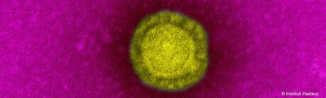 ©  Institut Pasteur