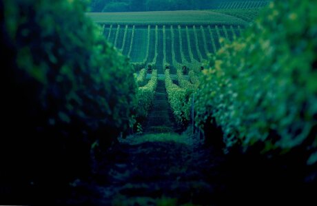 ©  Comité national du pineau des Charentes
