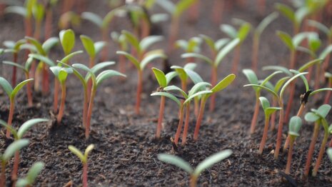 Ces jeunes pousses ont levé des fonds malgré la crise