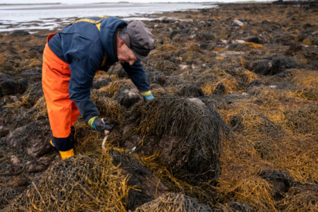 ©  Acadian Plant Health