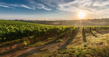 ©  Vins Coteaux du Quercy