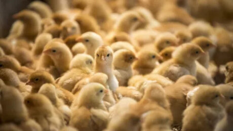 ©  Ministère de l'Agriculture, de l'Agroalimentaire et de la Souveraineté alimentaire