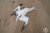 ©  Sea Shepherd France