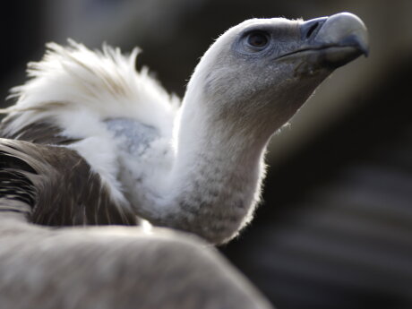 ©  Puy du Fou®
