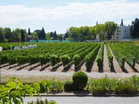 ©  Institut Agro Montpellier