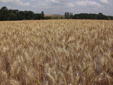 ©  INRA, Jean Weber