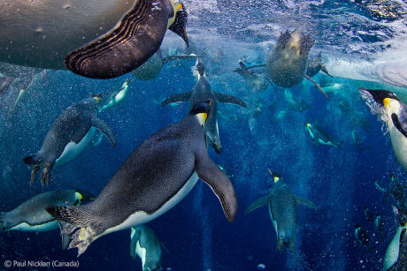 ©  Paul Nicklen