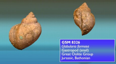 ©  GB3D Type Fossils